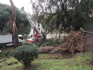 Pauroso schianto in piazza Luigi Masi a Perugia, crolla albero secolare