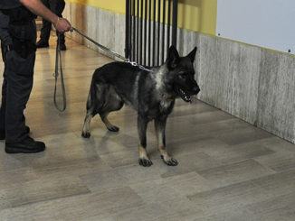 Polizia locale avrà l'unità cinofila, giunta comunale dà l'ok