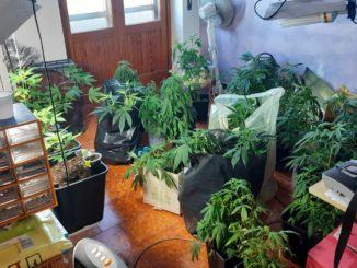 Panetti di hashish in auto e una serra di marijuana a casa, arrestato