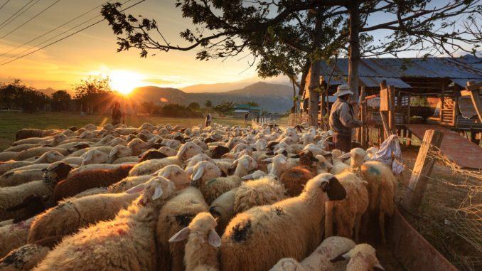 I pascoli tornino in mano ai pastori dell'Umbria