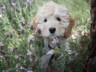 L’appello di Bori e Zuccherini: la Regione riapra le tolettature