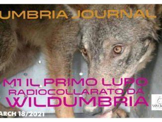 M1 il primo lupo radiocollarato più di quattro anni fa da WildeUmbria