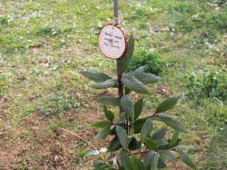 Alberi per il futuro iniziativa della Pro Ponte a Ponte San Giovanni