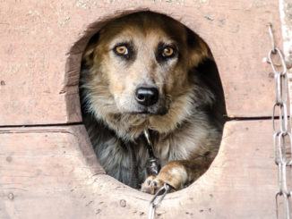 Cani in catena, buone leggi in Umbria e Campania, niente in Liguria, Basilicata e Sicilia