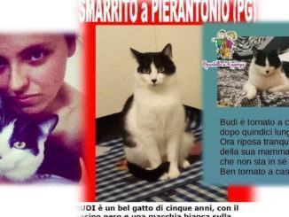 Il gatto Budi torna a casa dopo 15 mesi e riabbraccia Jessica 