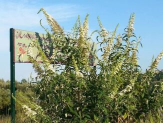 Giornata della Terra: Iniziative green del progetto Giardinaggio di Comunità
