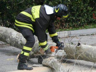 Cade grosso albero a Ponte San Giovanni, strada chiusa per ore