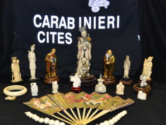 Golden Tusks zanne d’oro, sequestrati, a Terni, 19 manufatti d'avorio