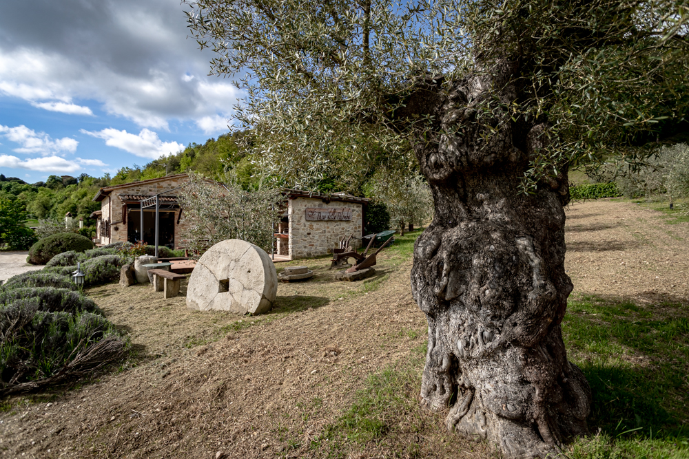 Az. Agr. Passo della Palomba 8