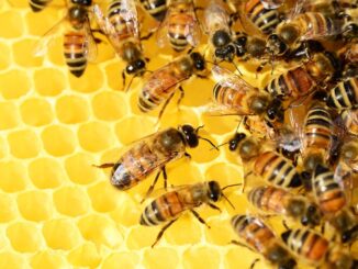 La regione Umbria scende in campo per salvare le api