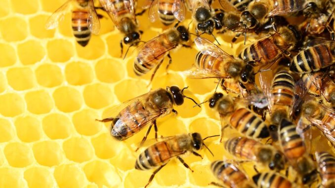 La regione Umbria scende in campo per salvare le api