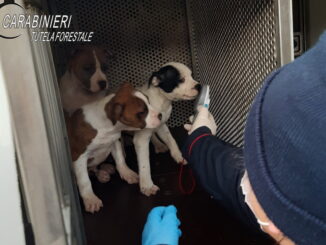 Trasporto illecito di cuccioli, oltre 12 ore di viaggio dentro ad un furgone