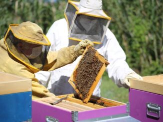 Le api crescono in acciaieria: la colonia di AST si moltiplica
