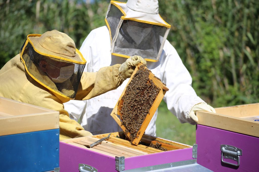 Le api crescono in acciaieria: la colonia di AST si moltiplica