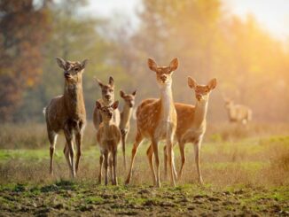 Da venerdì 11 giugno riapre il parco Città della Domenica. Da settimana prossima ripartono anche spettacoli e attività