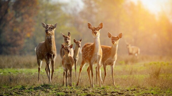 Da venerdì 11 giugno riapre il parco Città della Domenica. Da settimana prossima ripartono anche spettacoli e attività