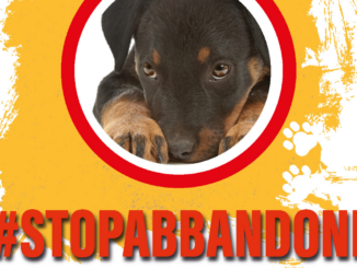 #StopAbbandoni, campagna di sensibilizzazione contro abbandono animali