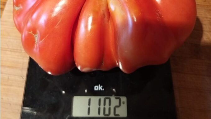Pomodoro da record in Umbria, è stato raccolto a Montone, da un agente di Polizia locale