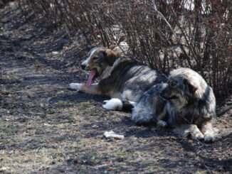 Cani randagi non solo gli animali, ma anche i padroni