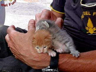 Salvati due gattini di 15 giorni, Gin e Tonic adottati dai Vigili del fuoco