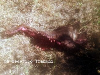 Lupi assalgono, uccidono e divorano un cinghiale, nella notte, a Bettona