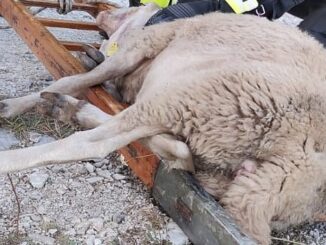 Due pecore ferite dai lupi a Castelluccio, salvate dai vigili del fuoco