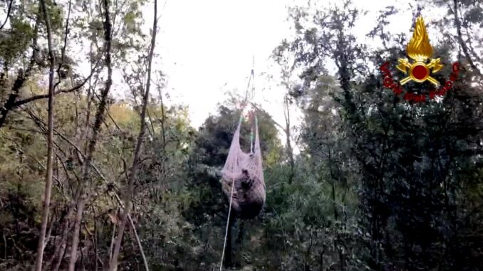 Vigili del fuoco salvano una mucca a Terzo San Severo di Spoleto