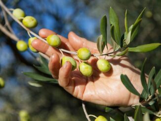 Ottima qualità in una annata agraria complicata per vino e olio umbro