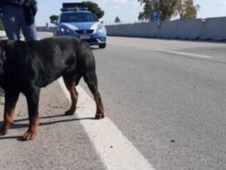 Grosso cane Rottweiler a spasso per strada, Polizia rintraccia il padrone