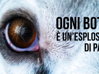 Botti di capodanno, il video-decalogo Oipa per proteggere cani e gatti