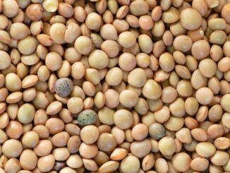 Capodanno: Coldiretti, lenticchie in menu cenone per 80% italiani. Uva per il 64%, cotechino e zampone per il 71%.