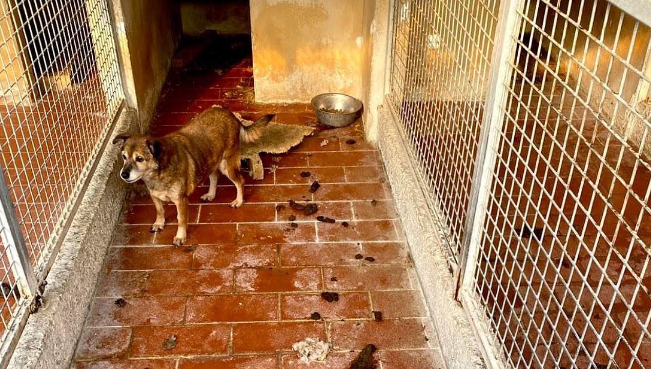 Narni, canile Schifanoia, guardate in quali condizioni vivono gli animali
