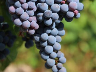Cancer plan filiera vitivinicola italiana importante aver distinto uso abuso