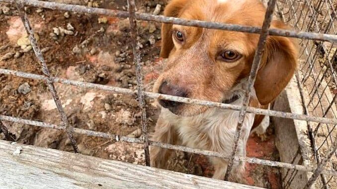 Maltrattava i suoi sei cani, donna condannata ad un mese di reclusione