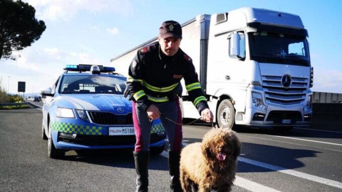 Vaga impaurita sul raccordo cagnolina salvata dalla polizia stradale