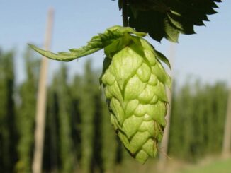 Luppolo, ecco il bando di 1,5 milioni di euro per la creazione della filiera