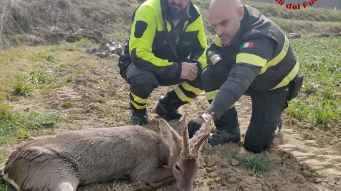 Salvato dai Vigili del Fuoco un capriolo a Città di Castello, nel corso della mattinata lungo la via Aretina