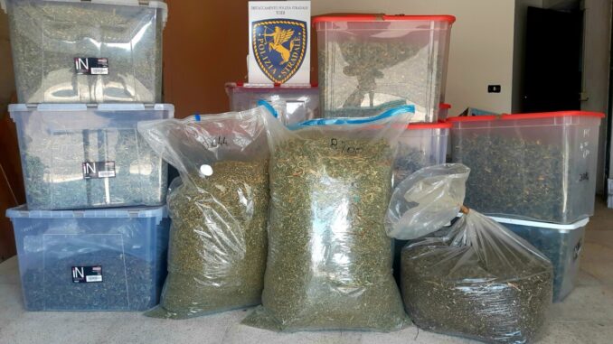 Scoperta a Todi attività di produzione e commercio di marijuana illegale