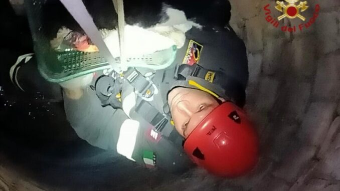 Gatto spericolato cade in un pozzo, 15 metri profondo, salvato dai Vigili