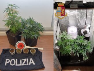 Allarme, scompare donna, polizia la trova, in casa una piccola serra di marijuana