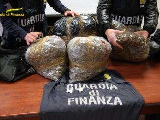 Finanza sequestra 24 kg di marijuana, avrebbe fruttato 150mla euro, un arresto