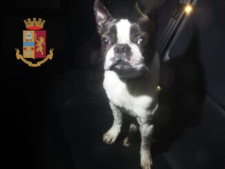 Vaga impaurito sulla strada che porta a Ponte Pattoli, cagnolino salvato