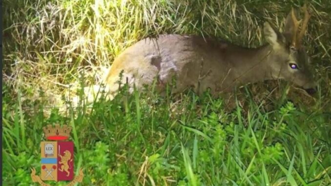 Agenti della Polizia di Stato metto in salvo un cerbiatto ferito