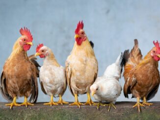 Coldiretti in allerta su allevamenti