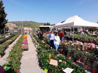 Pian di Massiano in fiore - domenica 24 e lunedì 25 aprile dalle 8 alle 19
