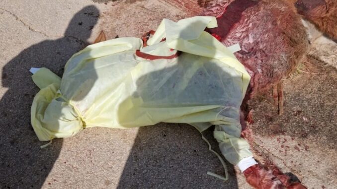Grido di dolore per il poni massacrato ad Acate, scatta la querela degli animalisti