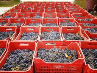 vinitaly, imprese moderne alla riscoperta di antichi vitigni autoctoni
