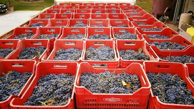 vinitaly, imprese moderne alla riscoperta di antichi vitigni autoctoni