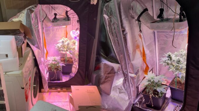 Una serra con piante di marijuana nel retrobottega, ma arriva la Finanza e...