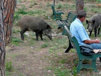 Peste suina africana, soldi per rafforza contenimento cinghiali e ungulati selvatici